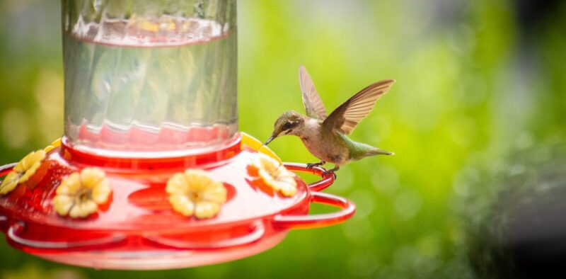 how to make hummingbird food