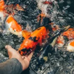 koi fish food