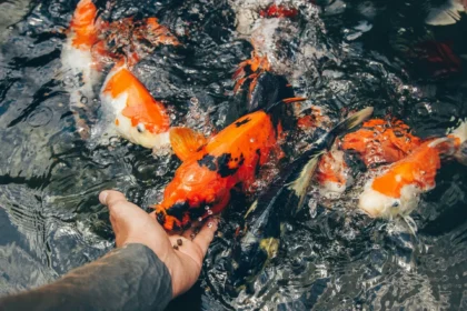 koi fish food