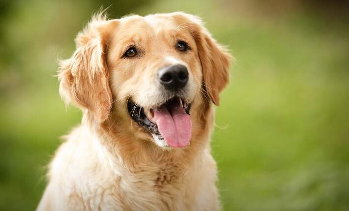dog throwing up yellow