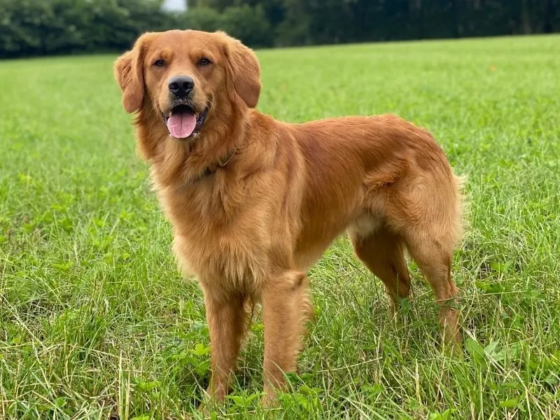 red golden retriever