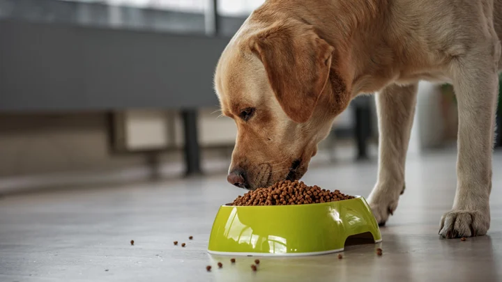 weight management dog food weight management dog food